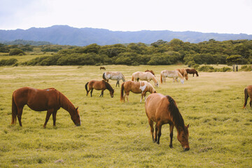 Fototapeta na wymiar Horses in the ranch, North Shore, Oahu, Hawaii