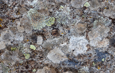close-up lichen plant on stone
