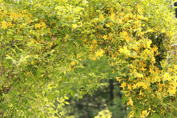 キャロライナジャスミンのアーチ