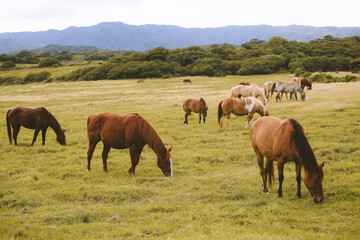 Naklejka na ściany i meble Horses in the ranch, North Shore, Oahu, Hawaii