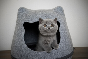 fluffy british shorthair kitten inside of cat head shaped cave looking up curiously