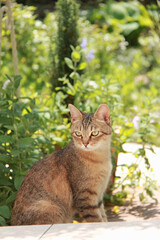 Naklejka na ściany i meble 庭の木陰で座っている猫