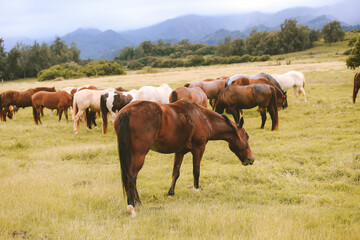 Naklejka na ściany i meble Horses in the ranch, North Shore, Oahu, Hawaii