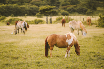 Obraz premium Horses in the ranch, North Shore, Oahu, Hawaii