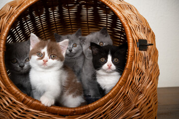 Fototapeta na wymiar group of five different colored british shorthair kittens together resting inside of basket pet carrier looking out