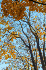 Colorful yellow autumn leaves of an oak against the backdrop of a clear blue sky. Autumn in New England, USA