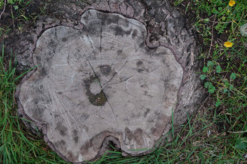 Ideal round cut down tree with annual rings and cracks. Wooden texture.
