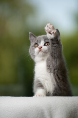cute playing british shorthair kitten raising paw looking up