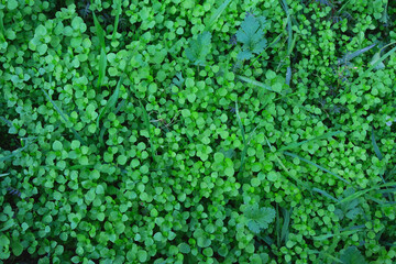 Background of fresh green grass in sunshine.
