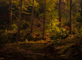 Amazing colorful autumn in czech nature. Full of colors and calm atmosphere.