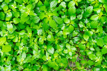 Growing greens as background