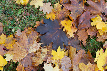 Fallen leaves on the grass. Autumn concept. Natural background