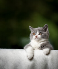 cute british shorthait kitten beding over edge of sofa or couch with copy space