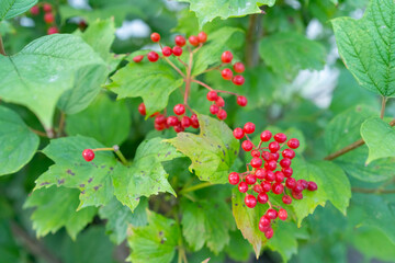 Bush with small red berries