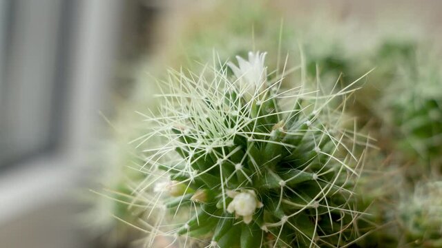 Cactus Mammillaria with little white flowers on the windowsill. Close up, shallow depth of the field