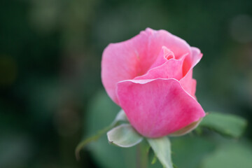 Pink growing rose. Unopened bud