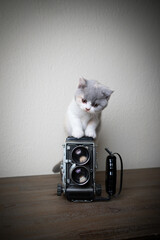 cute british shorthair kitten climbing up vintage analog film camera