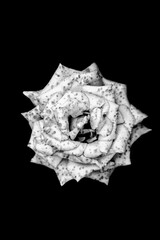 Spotted rose on a black background. Black and white image
