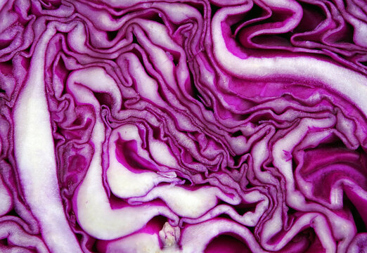 Fresh red cabbage texture background. top view. natural purple background