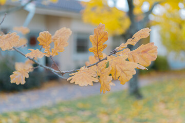 Yellow oak leaves on a tree, close-up, autumn background