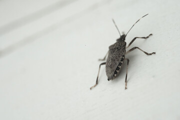 An insect stands on a wooden surface