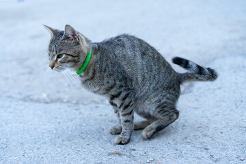The cat poops on the street