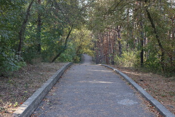 Obraz premium path in the woods