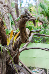 Iguana one of the many reptiles of Costa Rica