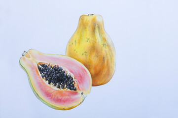 papaya fruit in a cut on a white background pencil drawing