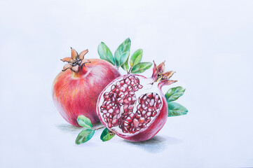 Pomegranate fruit on white background pencil drawing