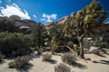 Landscape with joshua tree, Joshua Tree National Park