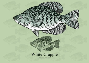 White Crappie. Vector illustration with refined details and optimized stroke that allows the image to be used in small sizes (in packaging design, decoration, educational graphics, etc.)
