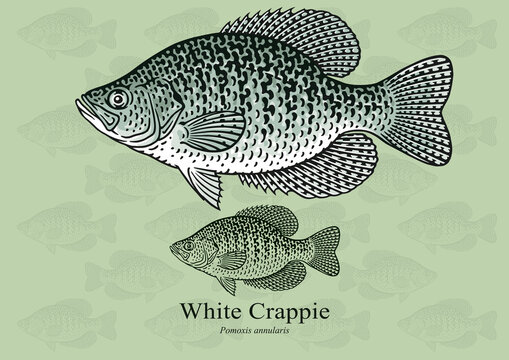 Crappie Fish Images – Browse 1,110 Stock Photos, Vectors, and Video