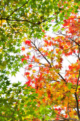 緑と赤と黄色のカエデの葉っぱ