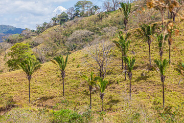 Fototapeta na wymiar Beautiful flora and fauna of Costa Rica
