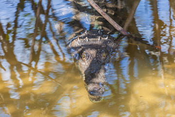 Dangerous salt water crocodile of Costa Rica
