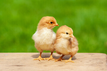 Newborn couple chicken. Animal friendship. Twin cute yellow chicken outdoor