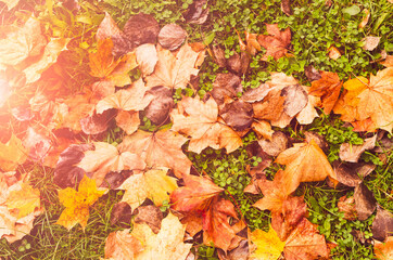 Colorful leaves on the grass