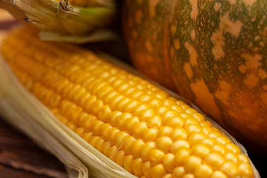 Pumpkins and ear of corn close up