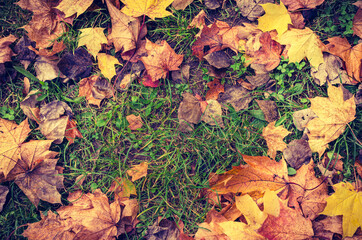 Colorful leaves on the grass with gloomy mood
