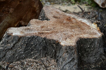 Laying low tree and stump of poplar