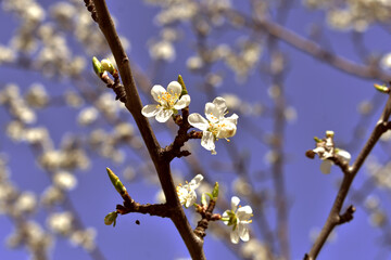 blossom in spring