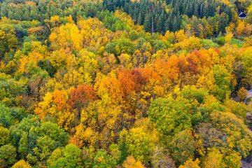 Fototapeta premium Bird's eye view of a beautifully colored autumn forest near Kiedrich / Germany in the Rheingau