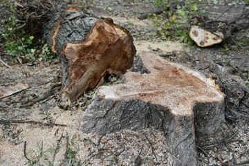 Laying low tree and stump of poplar