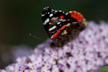 Schmetterling Admiral (Vanessa atalanta) , Sommerflieder, Herbstflieder, Schmetterlingsflieder oder Schmetterlingsstrauch (Buddleja davidii), blühend, Deutschland, Europa