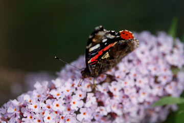Schmetterling Admiral (Vanessa atalanta) , Sommerflieder, Herbstflieder, Schmetterlingsflieder oder Schmetterlingsstrauch (Buddleja davidii), blühend, Deutschland, Europa