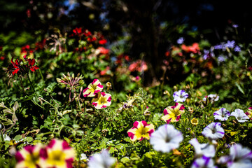 bunte Blumen im Blumengarten