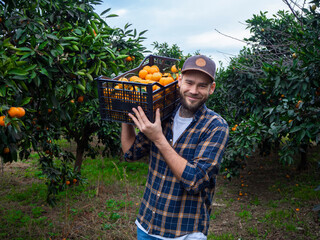 A man with a beard in a tangerine garden holds a box of tangerines on his shoulder