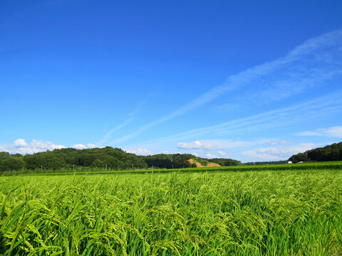 米畑 の画像 119 件の Stock 写真 ベクターおよびビデオ Adobe Stock