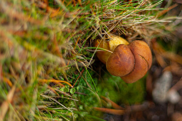 wild colored mushrooms that grow in autumn in the sierra de guadarrama